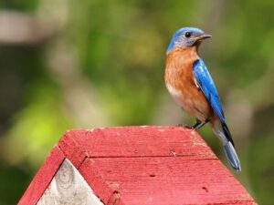Bluebird Birdhouse