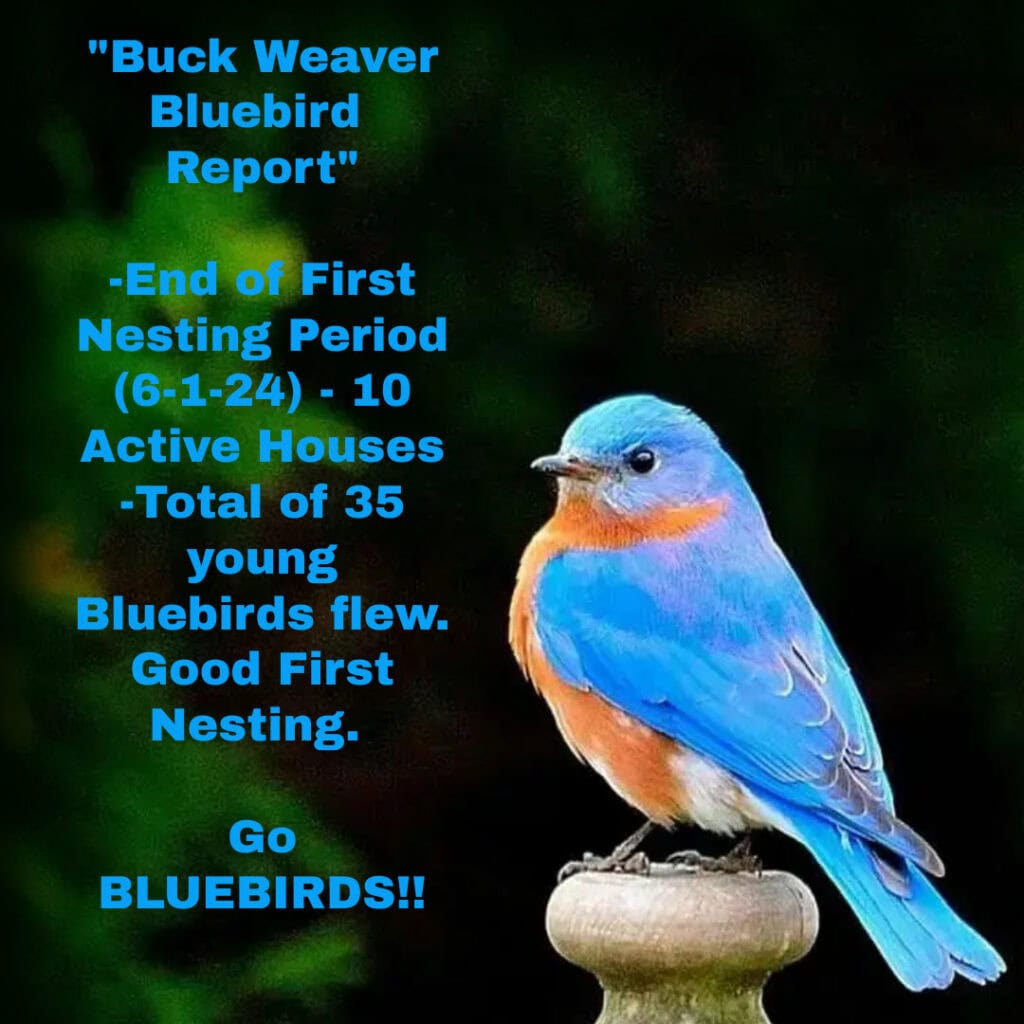 Buck Weaver Bluebird Report 06/14/24